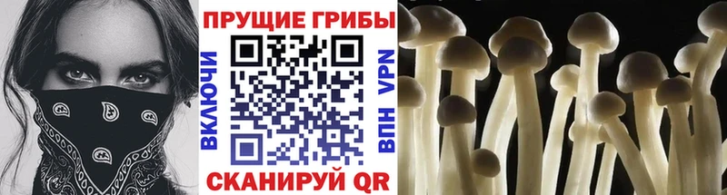 Галлюциногенные грибы Psilocybine cubensis  Купить  Находка 